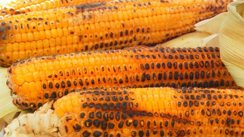grilled corn on cob