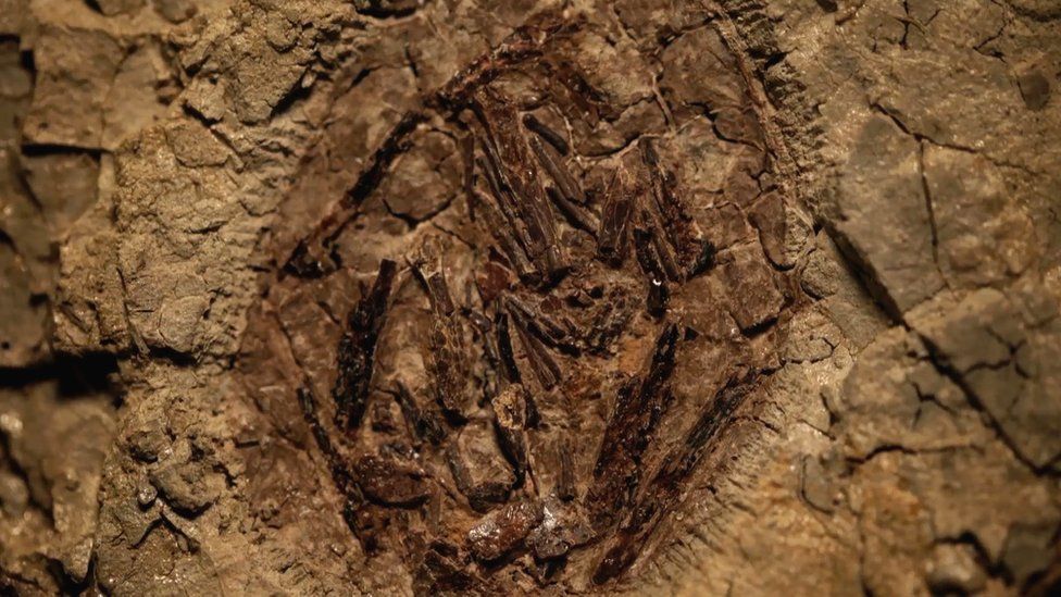 "First dinosaur fossil connected to an asteroid strike"