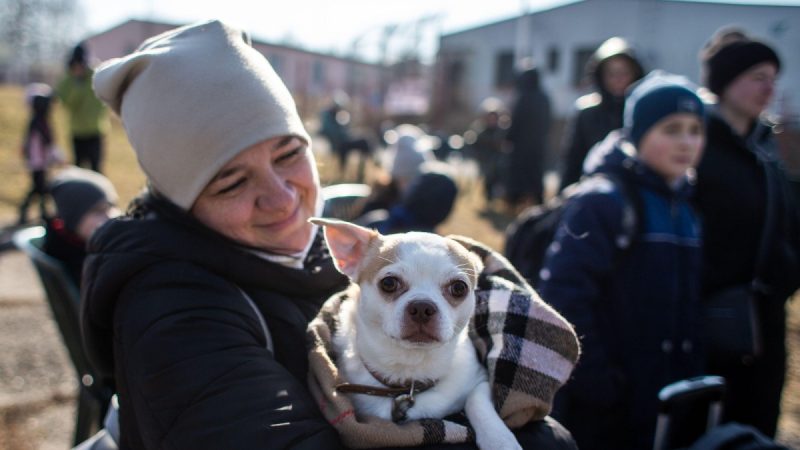 300 dogs were found dead in a shelter in Ukraine