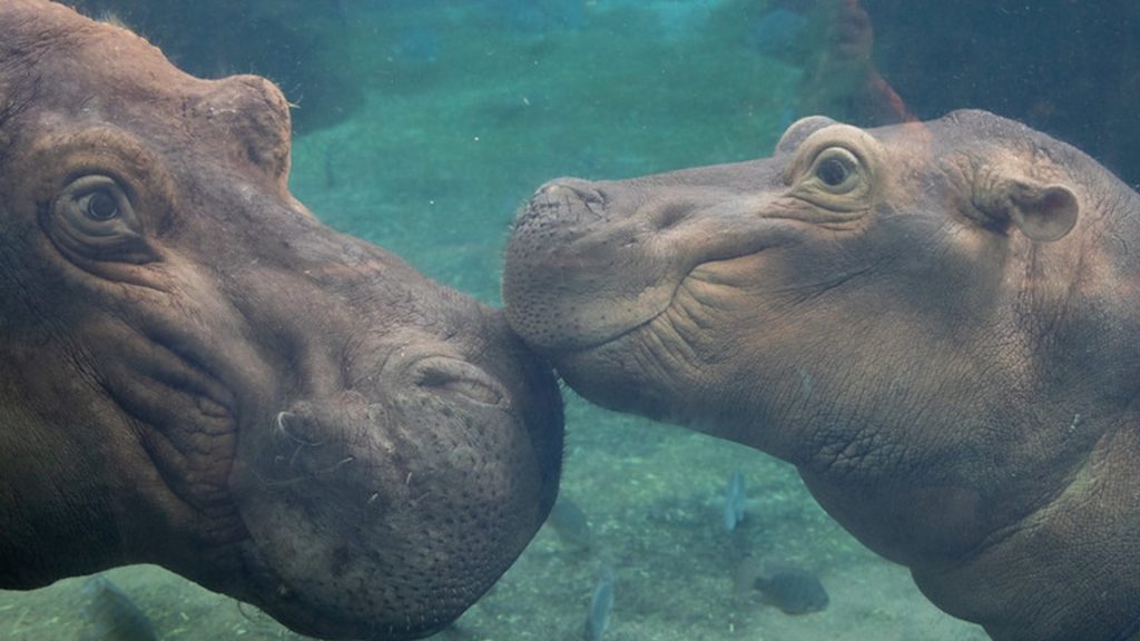 Fiona from the Cincinnati Zoo will become a big sibling this summer