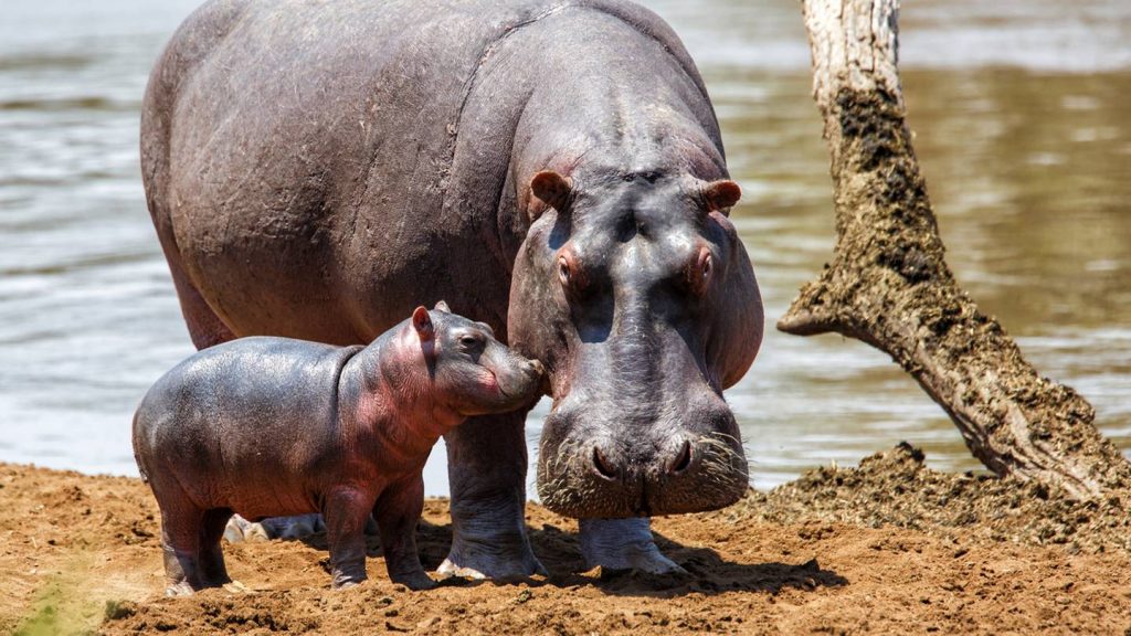 Fiona from the Cincinnati Zoo will become a big sibling this summer