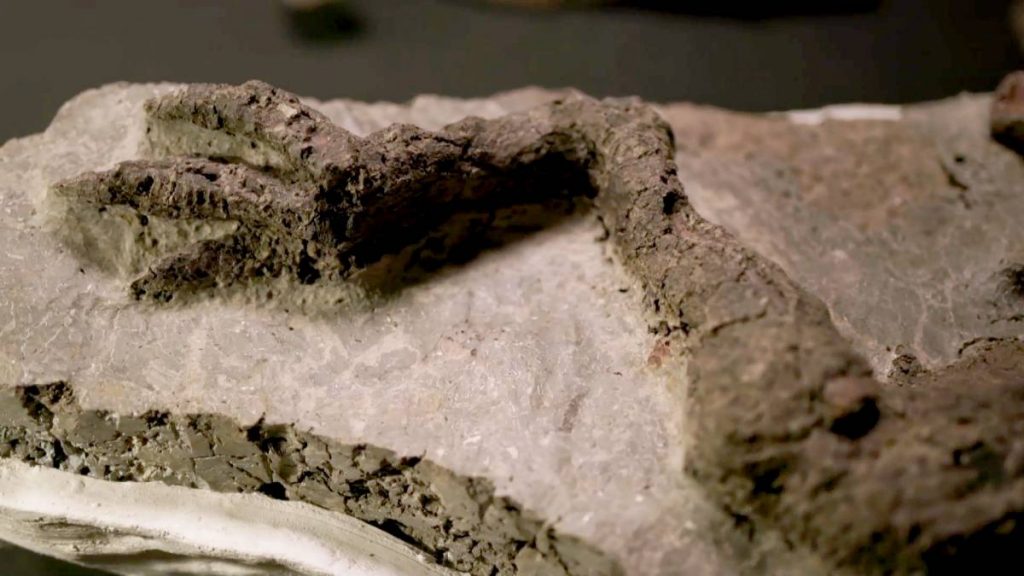 "First dinosaur fossil connected to an asteroid strike"