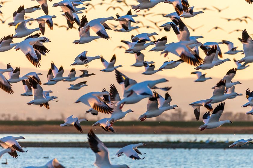 alarming bird flu spreading among American birds may be here to stay