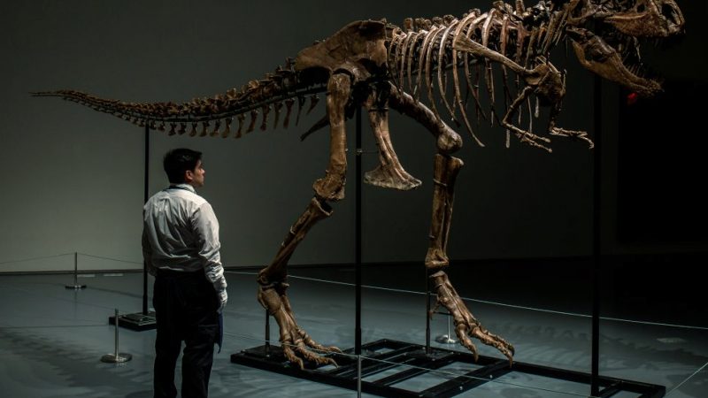 giant Gorgosaurus fossil